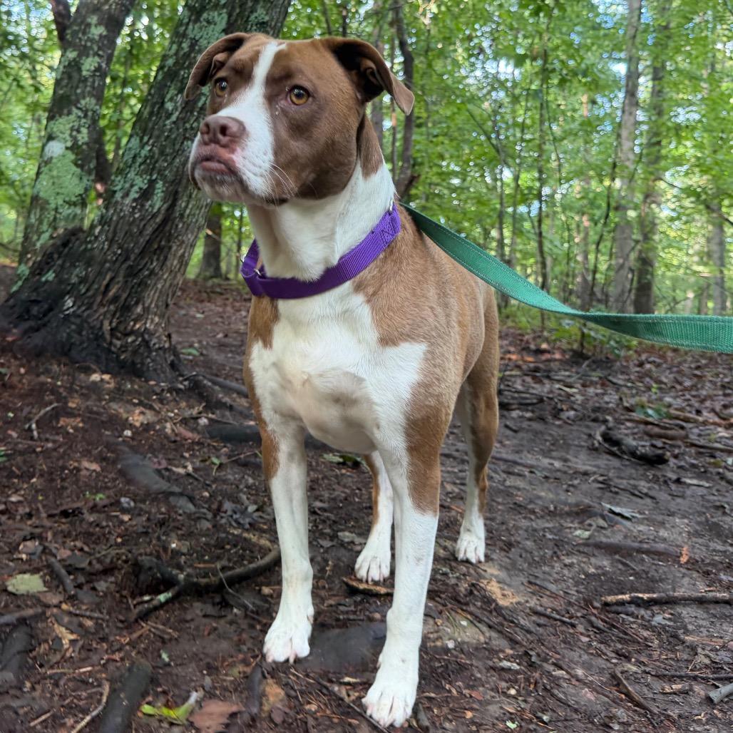 Enlarge Roo, a Adoptable mixed breed in Troy, VA image 2/6
