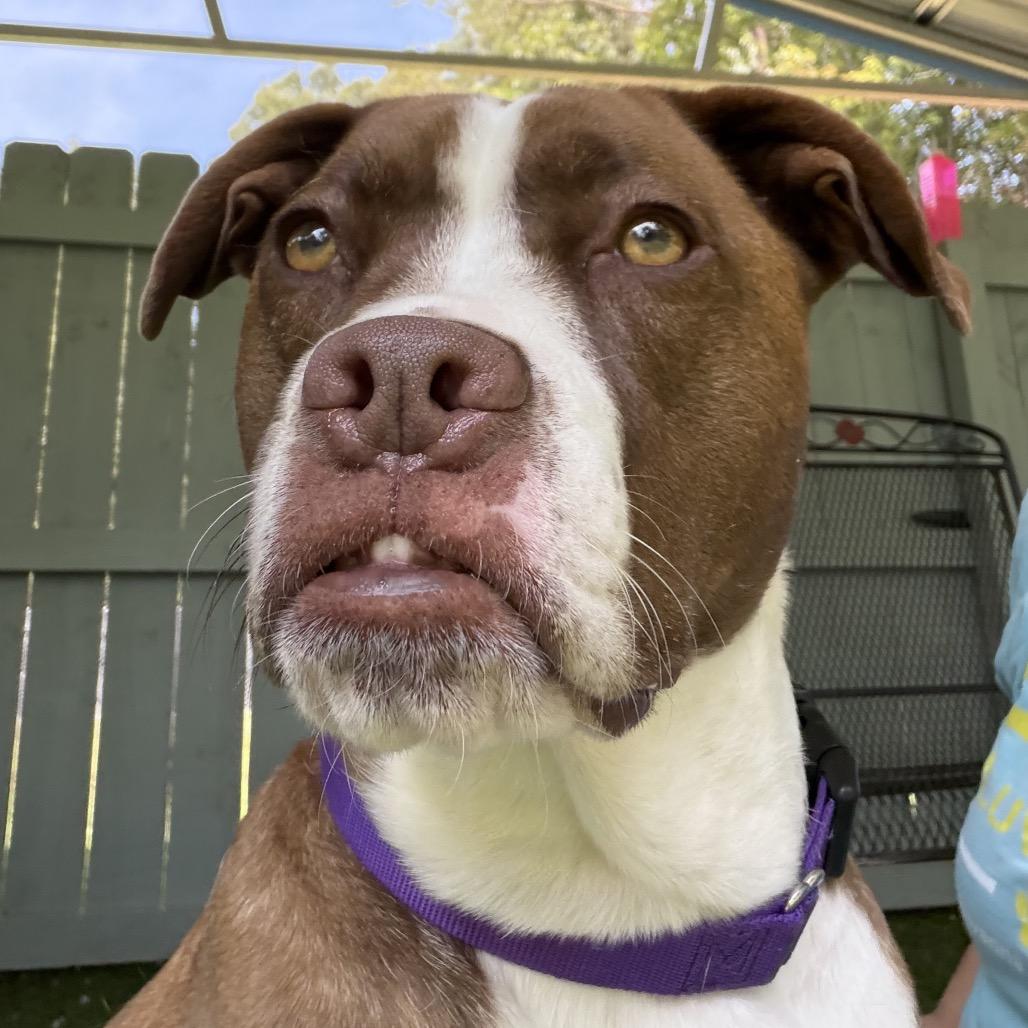 Enlarge Roo, a Adoptable mixed breed in Troy, VA image 3/6