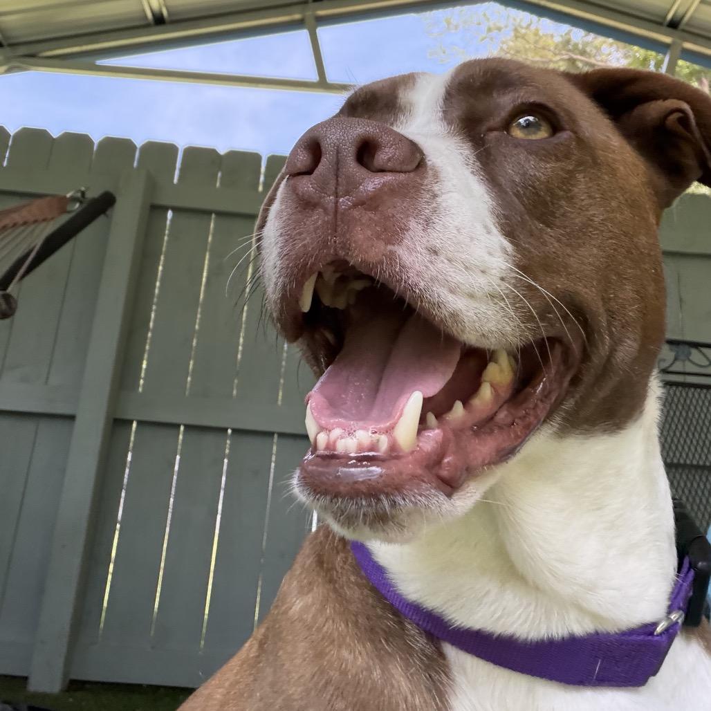 Enlarge Roo, a Adoptable mixed breed in Troy, VA image 4/6