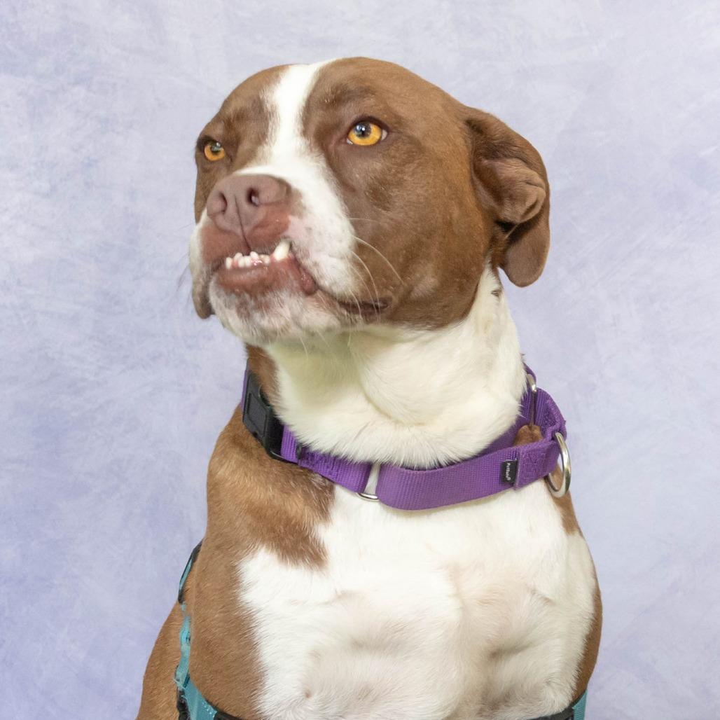 Enlarge Roo, a Adoptable mixed breed in Troy, VA image 4/6