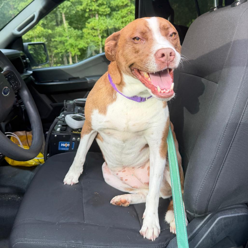 Enlarge Roo, a Adoptable mixed breed in Troy, VA image 5/6