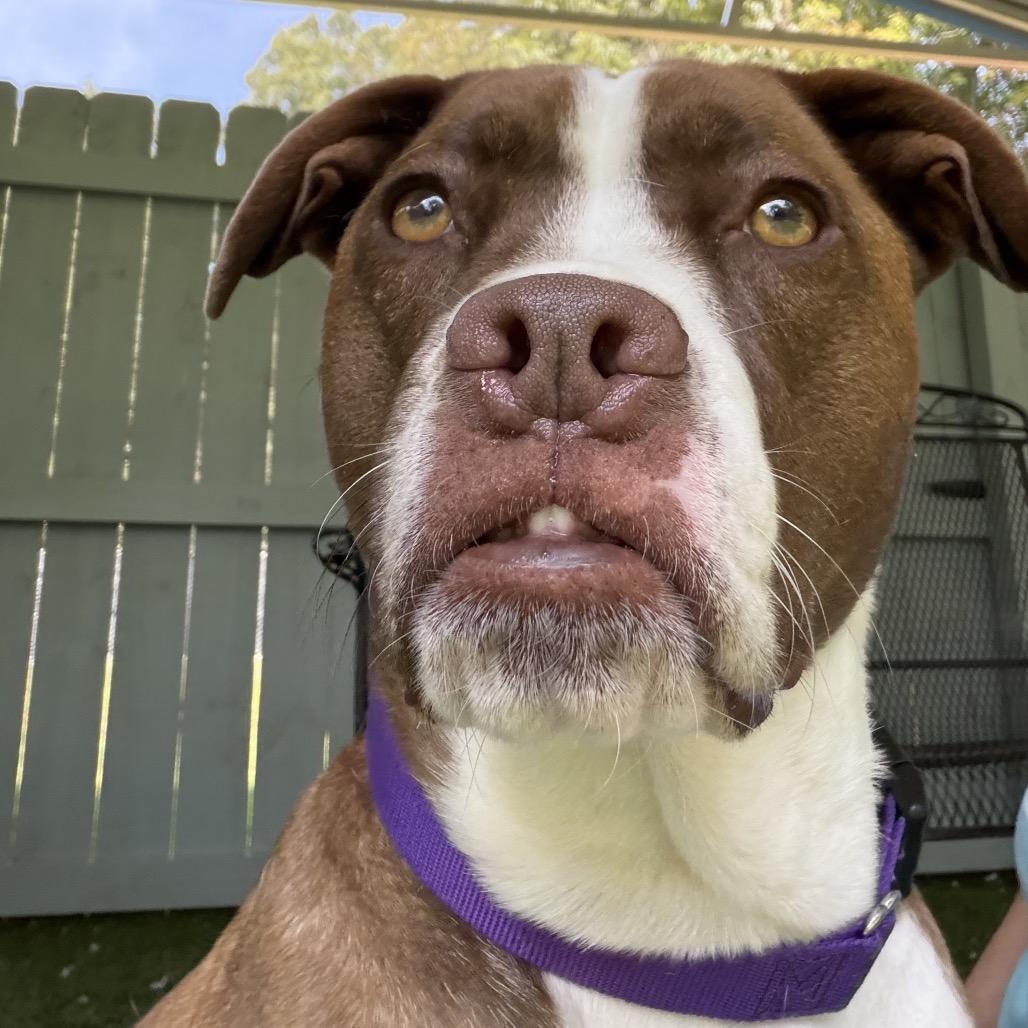 Enlarge Roo, a Adoptable mixed breed in Troy, VA image 6/6