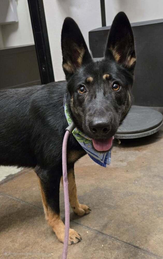 Sasha, Adoptable, Young Female German Shepherd Dog.