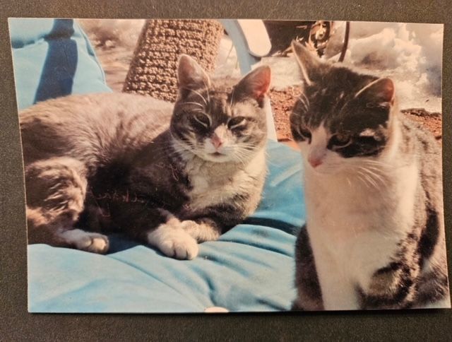 Enlarge Fred and Dezi, a Adoptable Domestic Short Hair in Westfield, NJ image 1/1