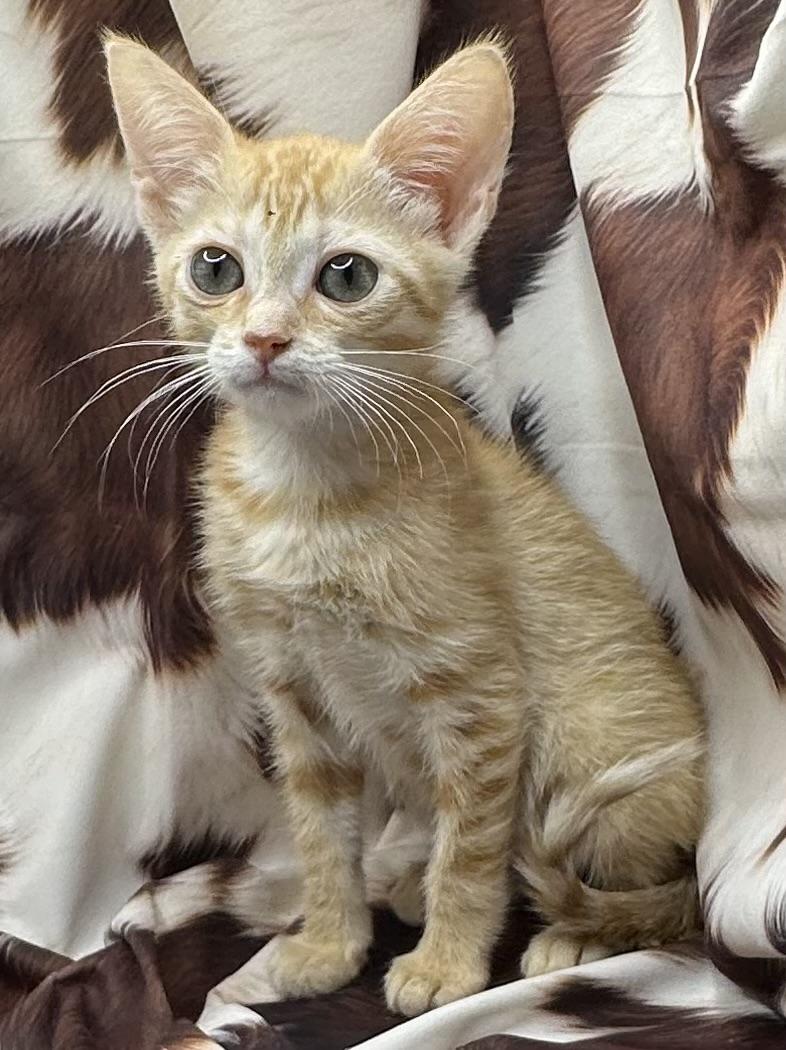 Enlarge Ranesca, a Adoptable mixed breed in Poway, CA image 1/1