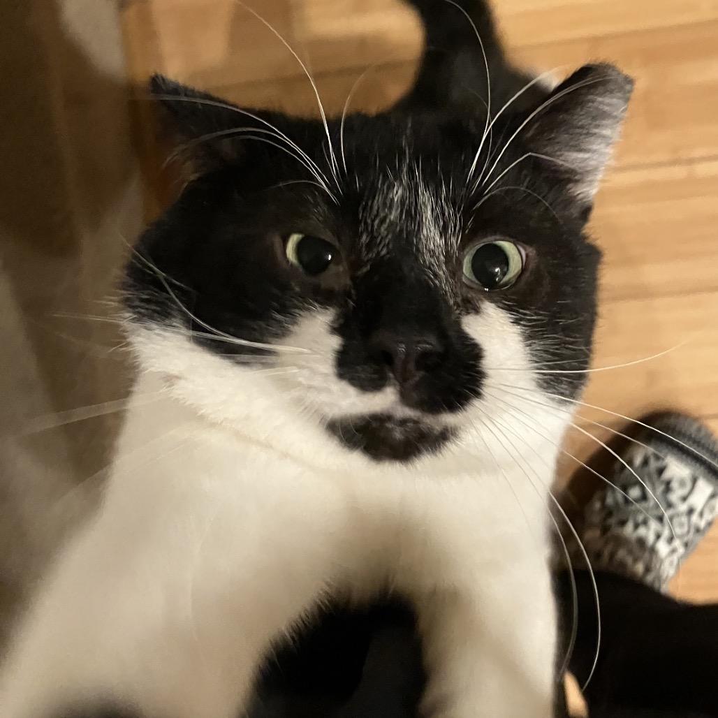 Enlarge Smokey Boy, a Adoptable Domestic Short Hair in Woodbury, NJ image 1/3