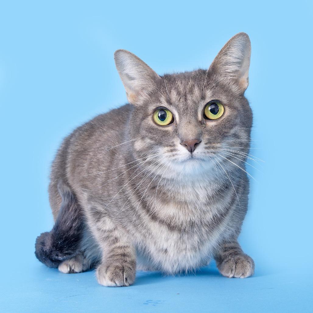 Lola, Adoptable, Adult Female Domestic Short Hair.