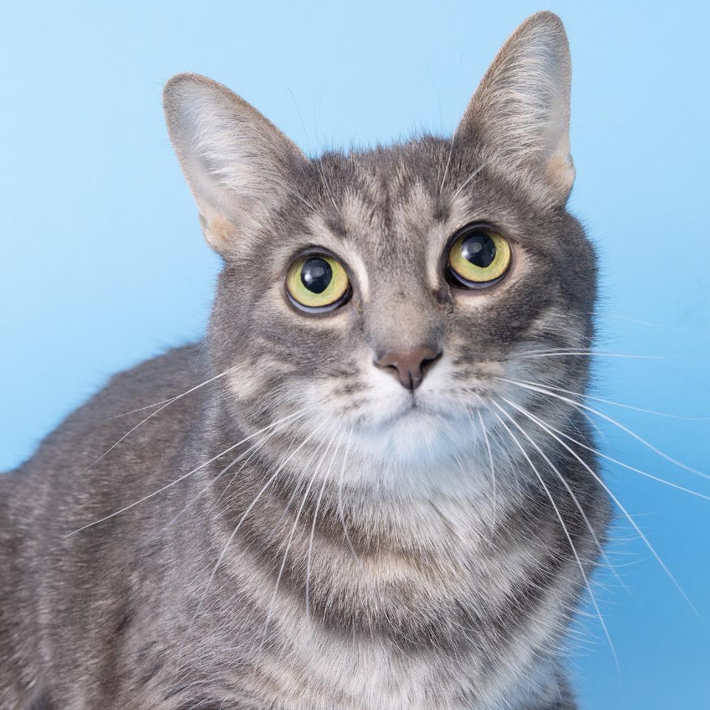 Enlarge Lola, a Adoptable Domestic Short Hair in Franklin, TN image 2/2