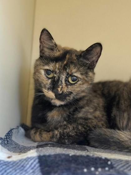 Enlarge Mother Goose, a ADOPTABLE mixed breed in DeKalb, IL image 2/3