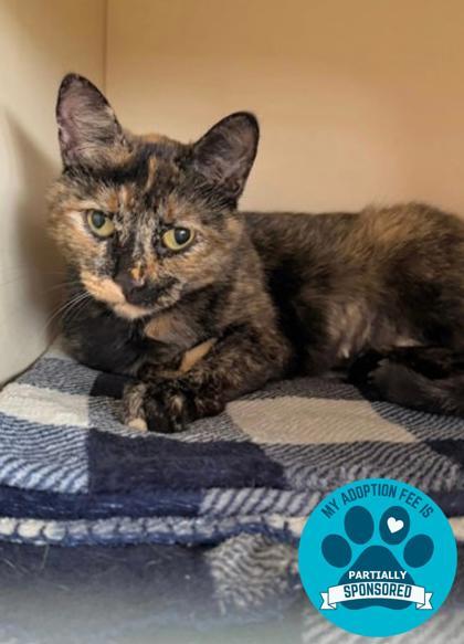 Enlarge Mother Goose, a ADOPTABLE mixed breed in DeKalb, IL image 1/3