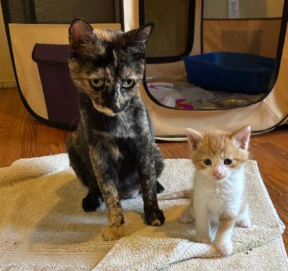 Enlarge Mother Goose, a ADOPTABLE mixed breed in DeKalb, IL image 3/3