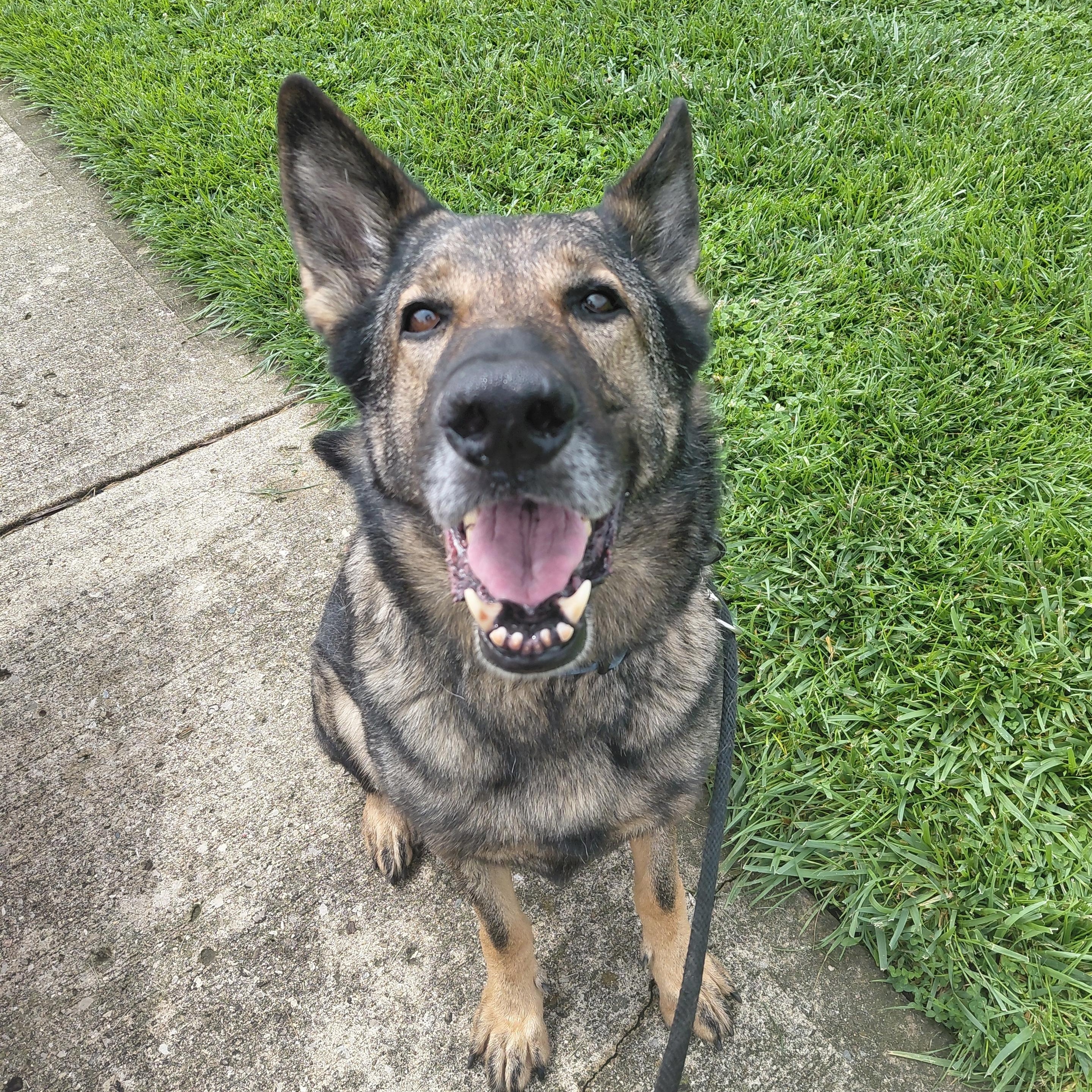 Comet, an adoptable Dutch Shepherd in West Jefferson, OH image 2/6