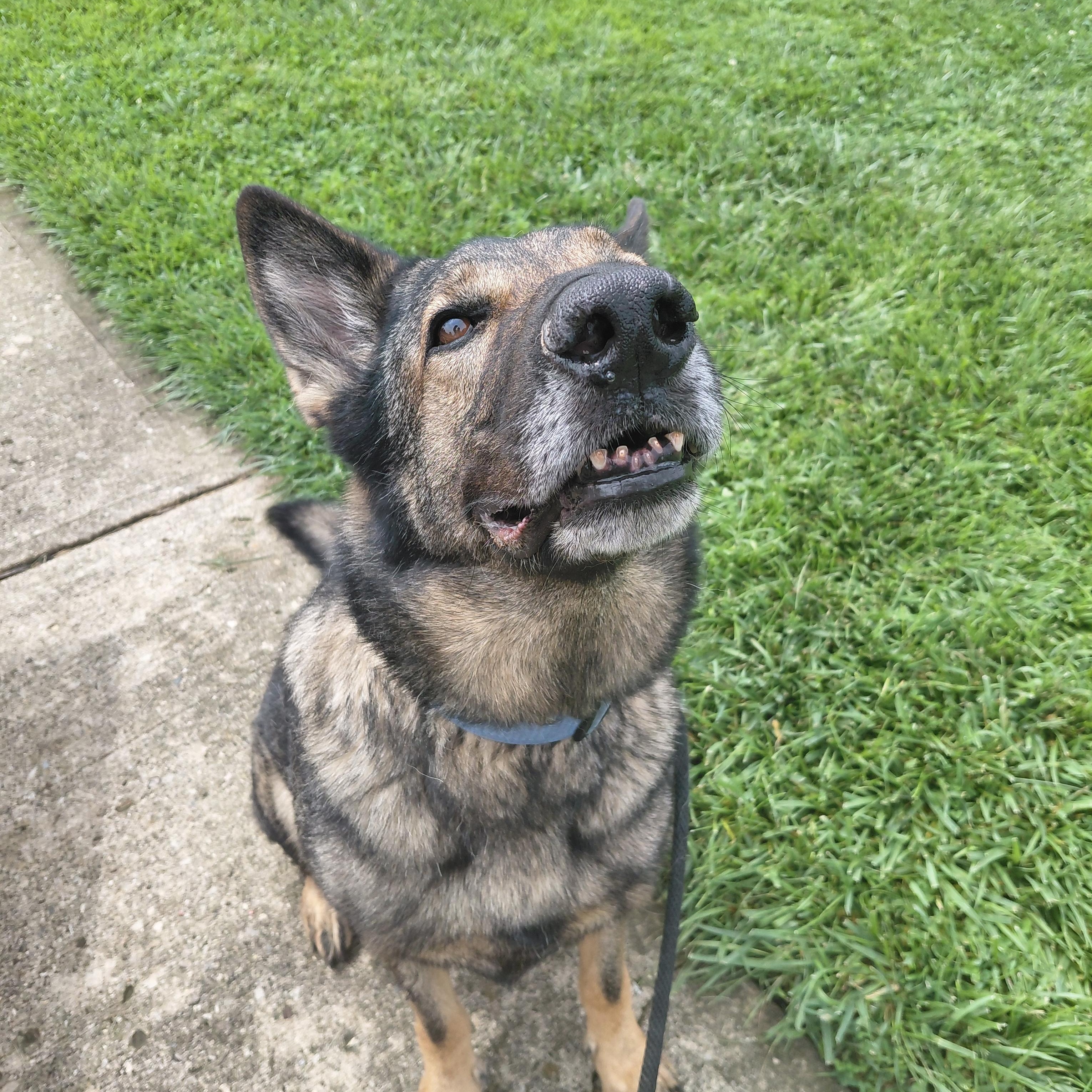 Comet, an adoptable Dutch Shepherd in West Jefferson, OH image 6/6