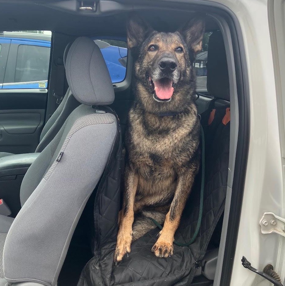 Comet, adoptable, Adult Male Dutch Shepherd.