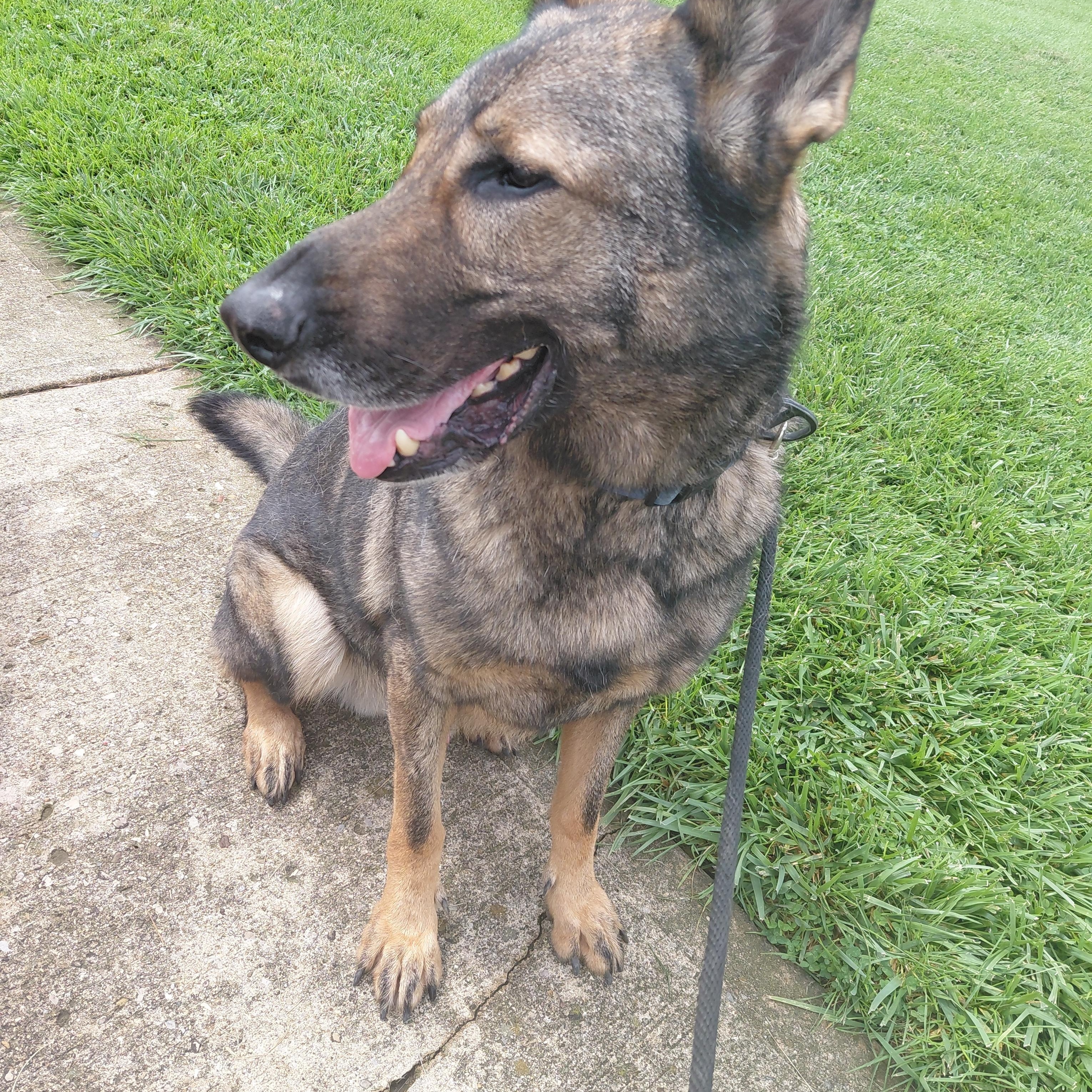 Comet, an adoptable Dutch Shepherd in West Jefferson, OH image 5/6