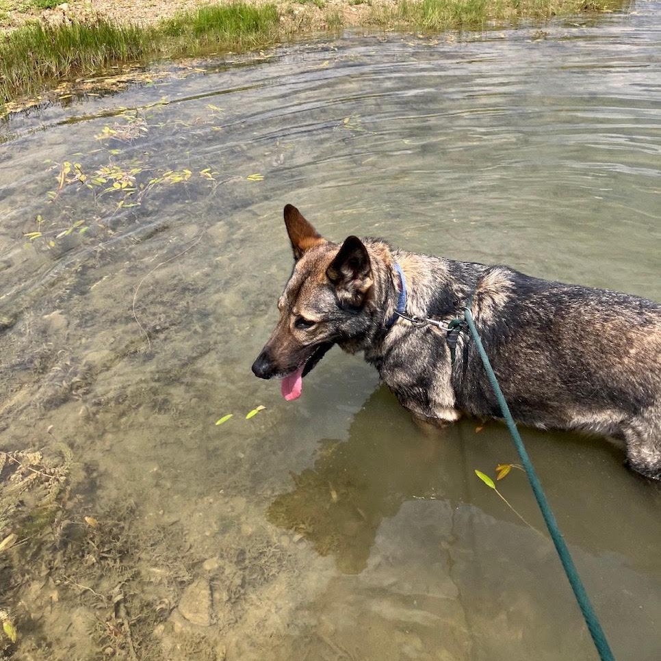 Comet, an adoptable Dutch Shepherd in West Jefferson, OH image 3/6
