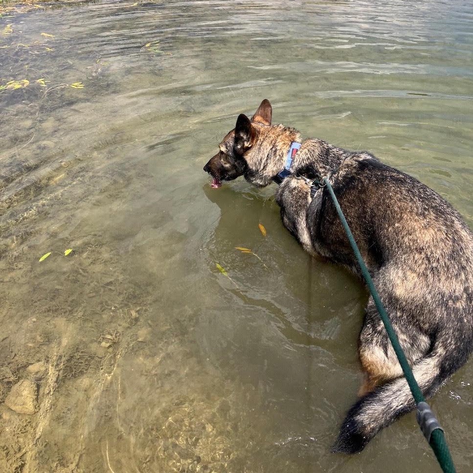 Comet, an adoptable Dutch Shepherd in West Jefferson, OH image 4/6