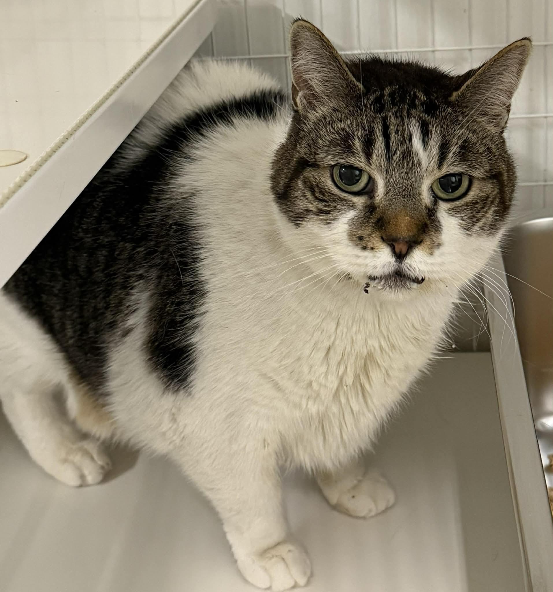 Enlarge Nayvee, a ADOPTABLE Domestic Short Hair in Claremont, NH image 1/1