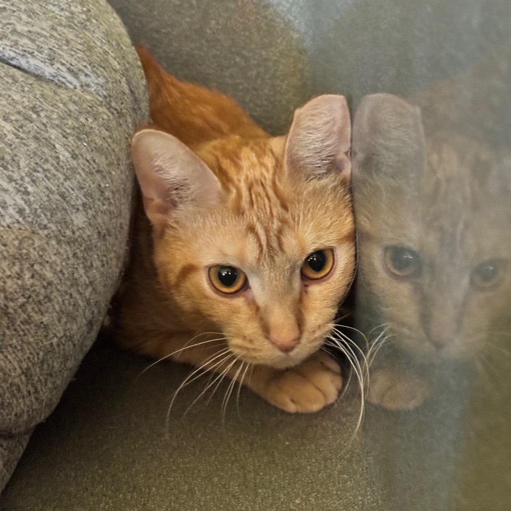 Oberweis 2026, Adoptable, Adult Male Domestic Short Hair.