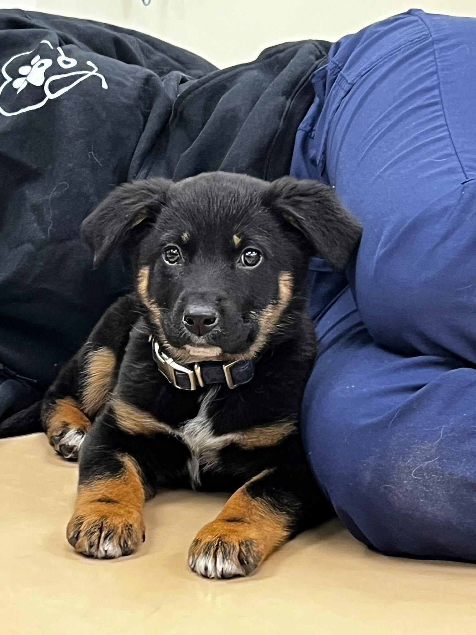 Tatu, Adopted, Young Female Australian Cattle Dog / Blue Heeler & German Shepherd Dog.