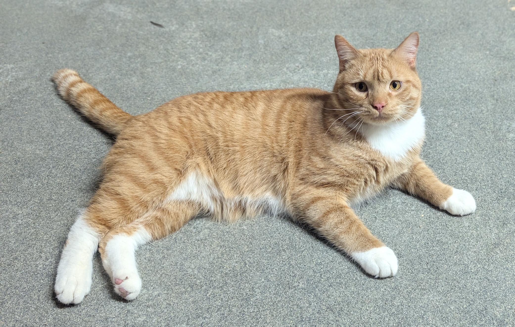 Phoenix, a hold Domestic Short Hair in Delmar, NY image 1/5