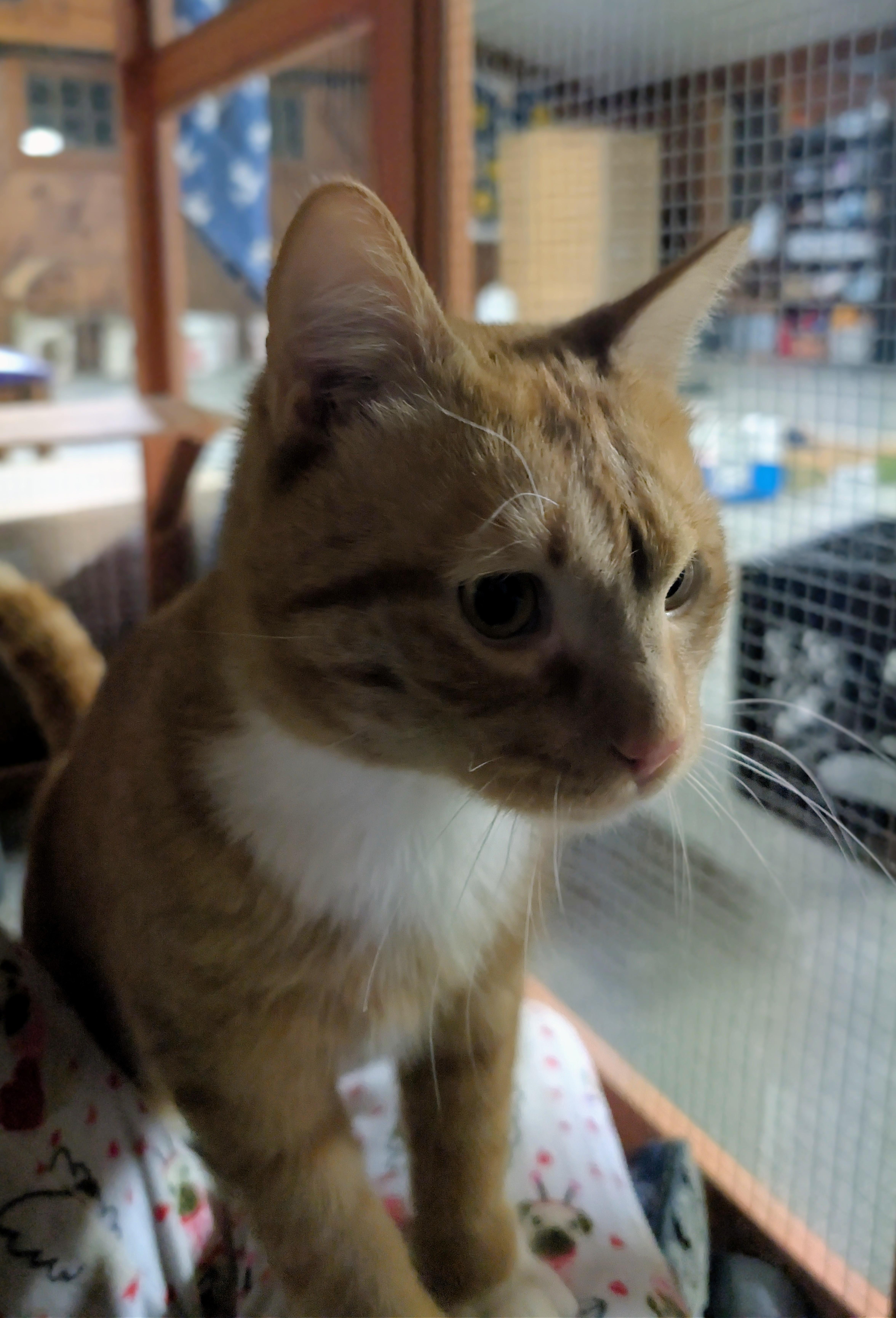 Enlarge Phoenix, a Adoptable Domestic Short Hair in Delmar, NY image 4/4