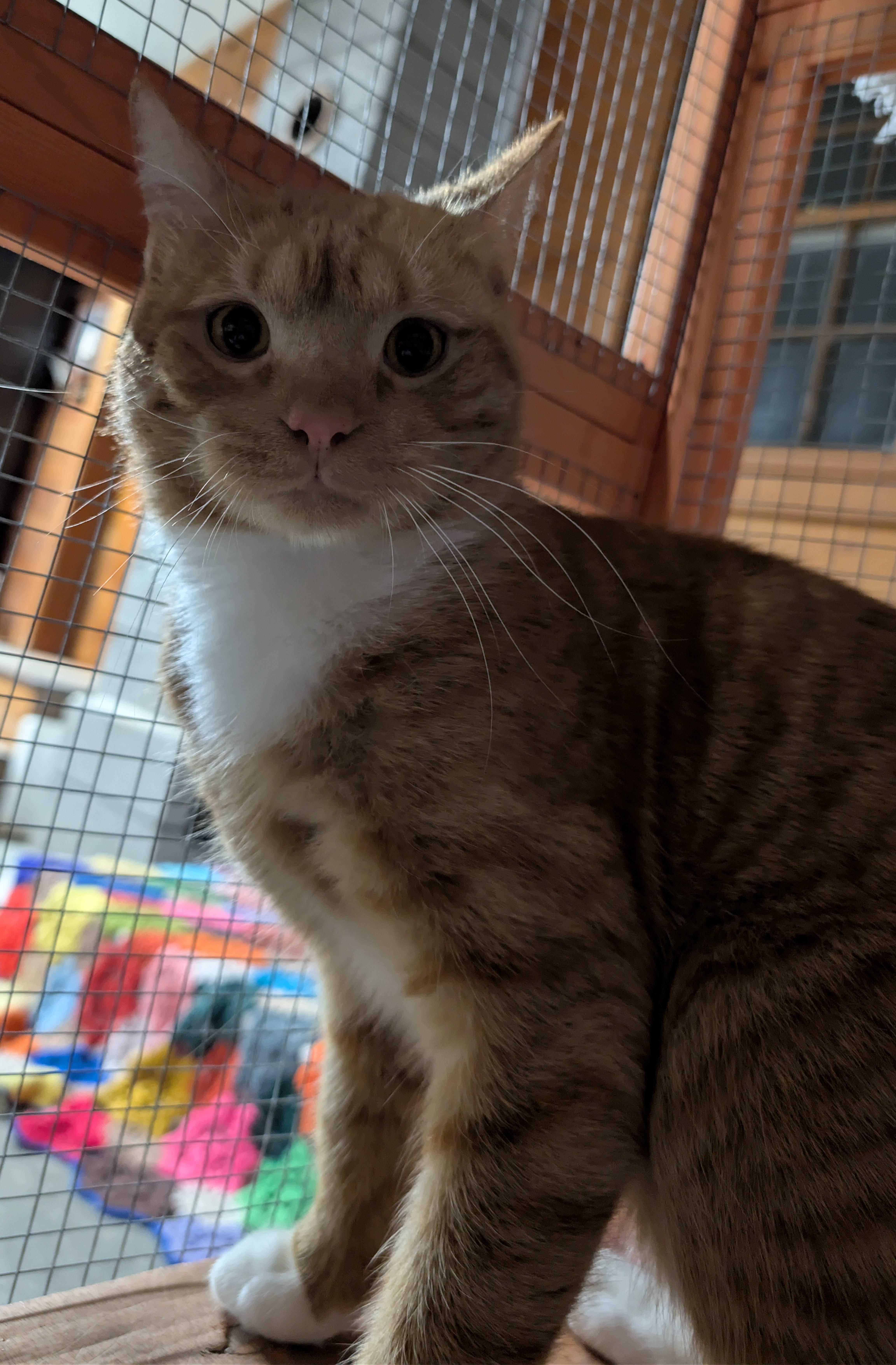 Enlarge Phoenix, a Adoptable Domestic Short Hair in Delmar, NY image 2/4