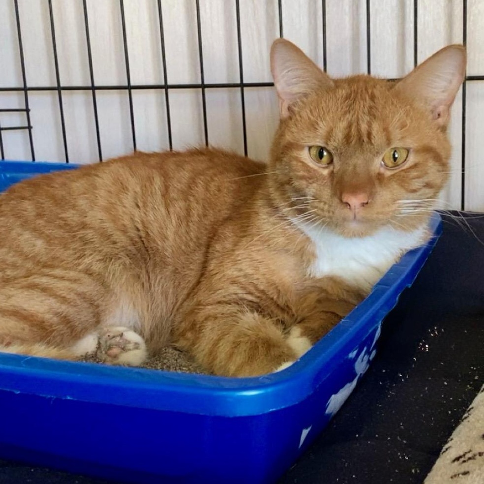 Enlarge Phoenix, a Adoptable Domestic Short Hair in Delmar, NY image 1/4