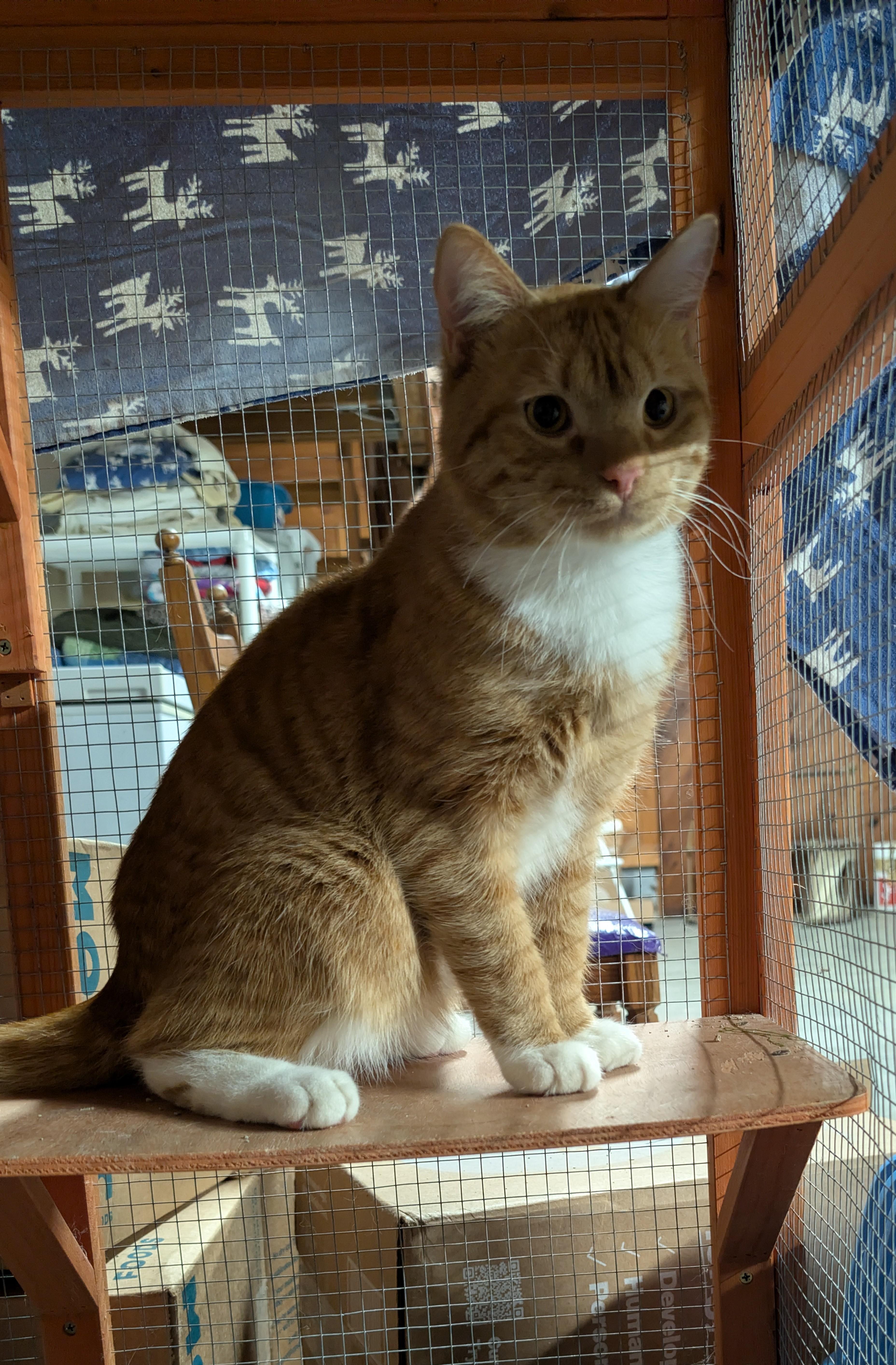 Enlarge Phoenix, a Adoptable Domestic Short Hair in Delmar, NY image 3/4