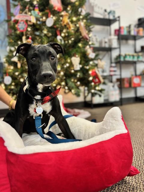 Enlarge Cub Cadet, a Adoptable mixed breed in Midlothian, VA image 1/6