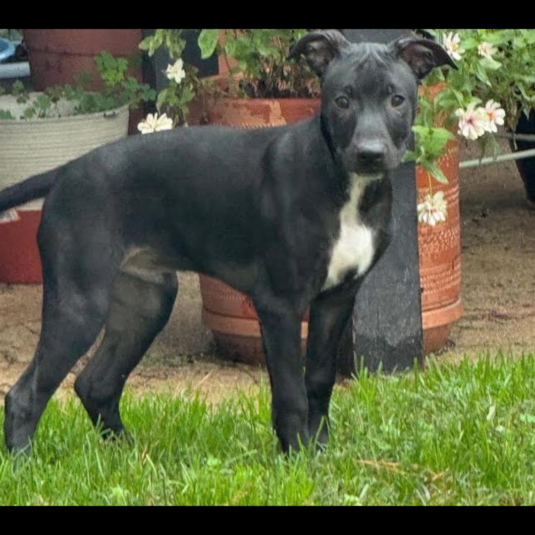Enlarge Cub Cadet, a Adoptable mixed breed in Midlothian, VA image 6/6