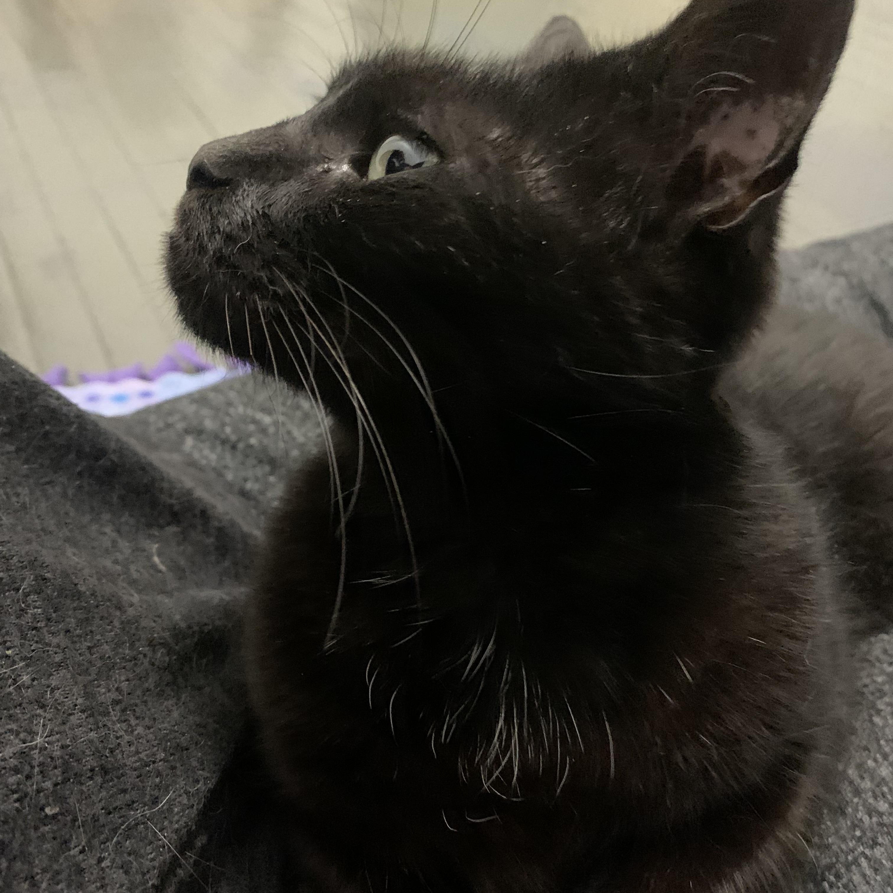 Claudia, ADOPTABLE, Senior Female Domestic Short Hair.