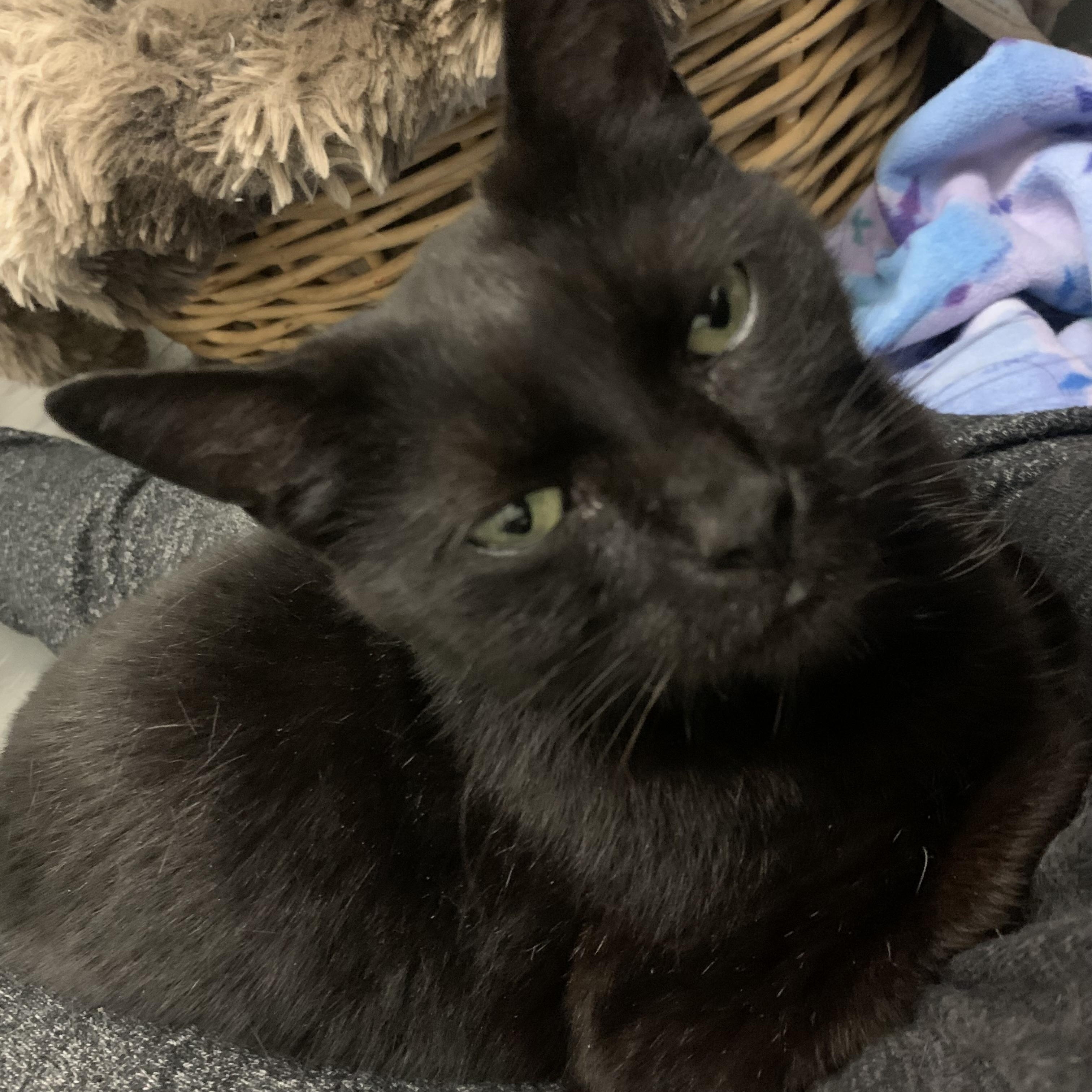 Enlarge Claudia, a ADOPTABLE Domestic Short Hair in Rochester, NY image 3/5