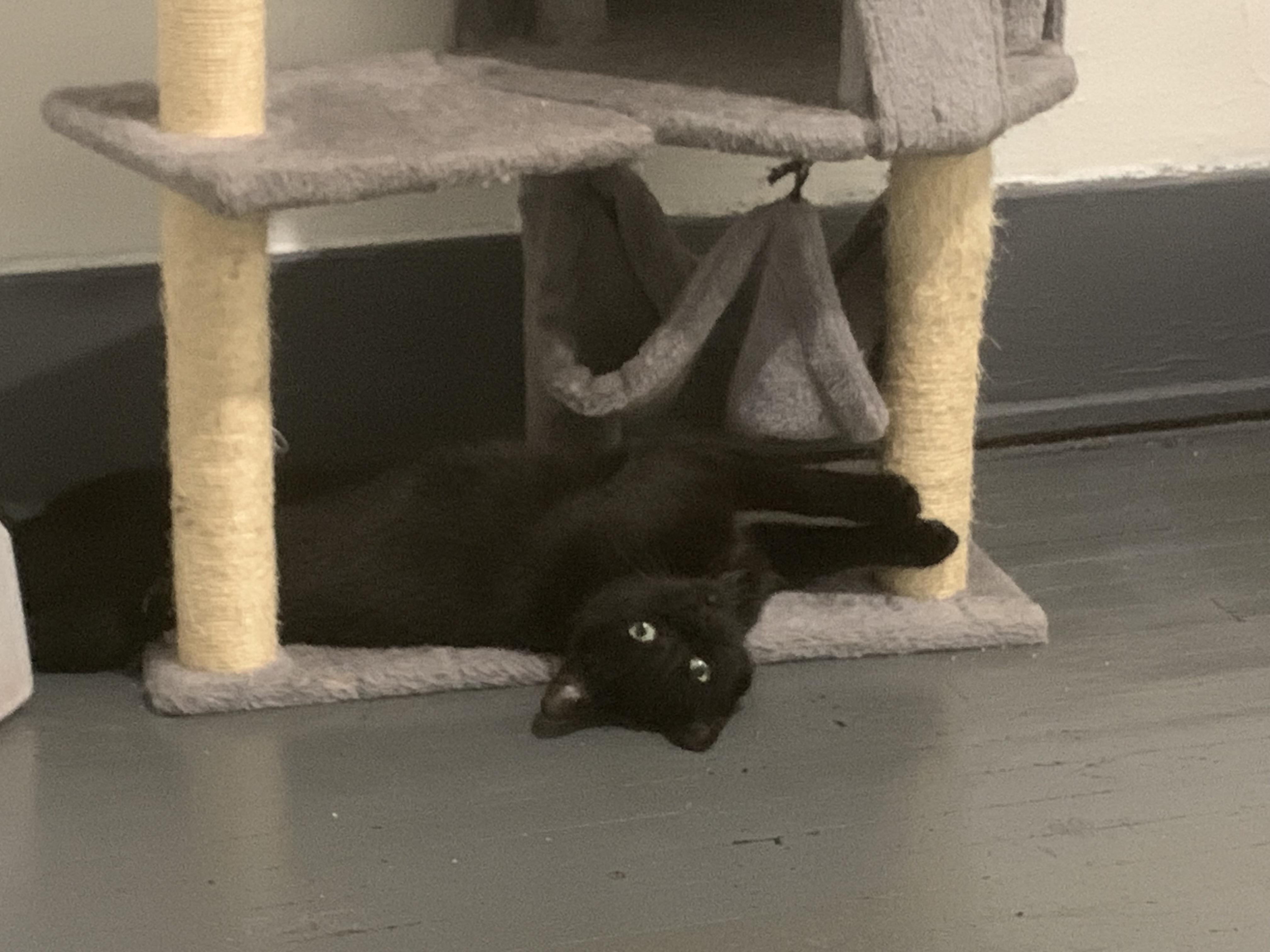 Enlarge Claudia, a ADOPTABLE Domestic Short Hair in Rochester, NY image 5/5