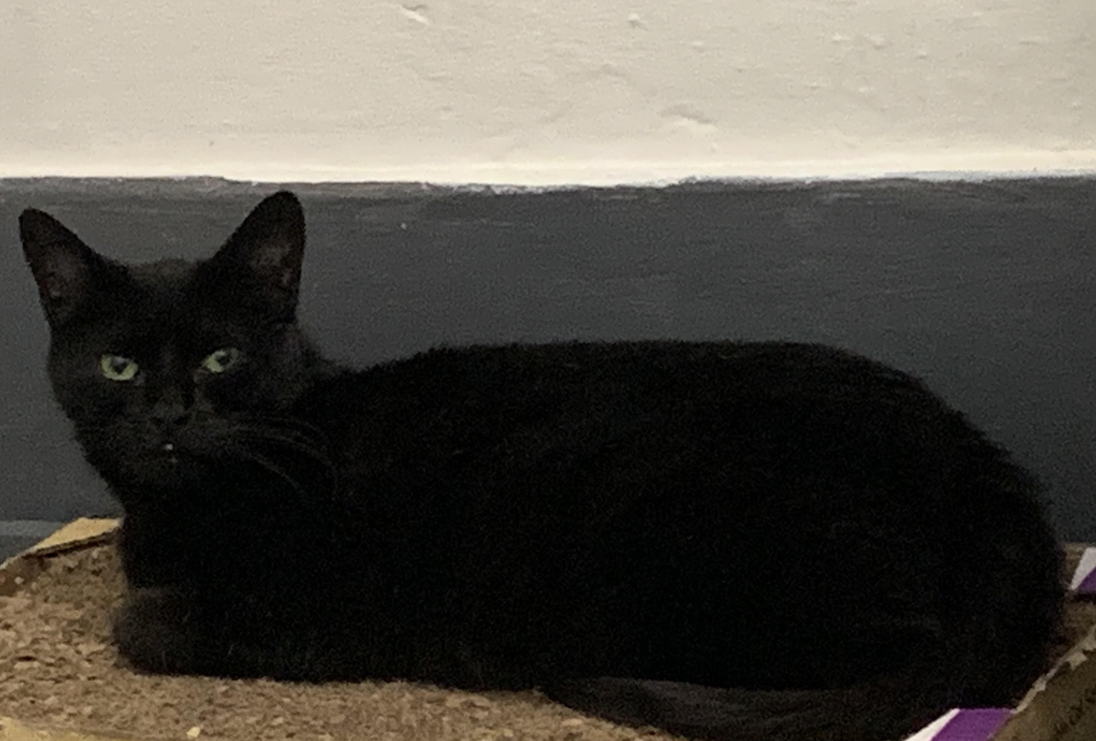Enlarge Claudia, a ADOPTABLE Domestic Short Hair in Rochester, NY image 2/5