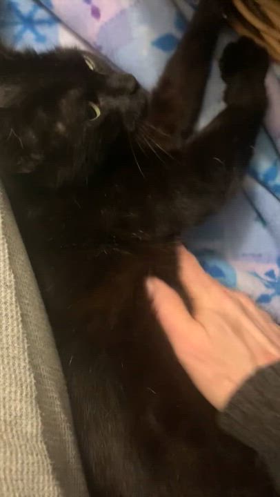 Enlarge Claudia, a ADOPTABLE Domestic Short Hair in Rochester, NY video 4/5