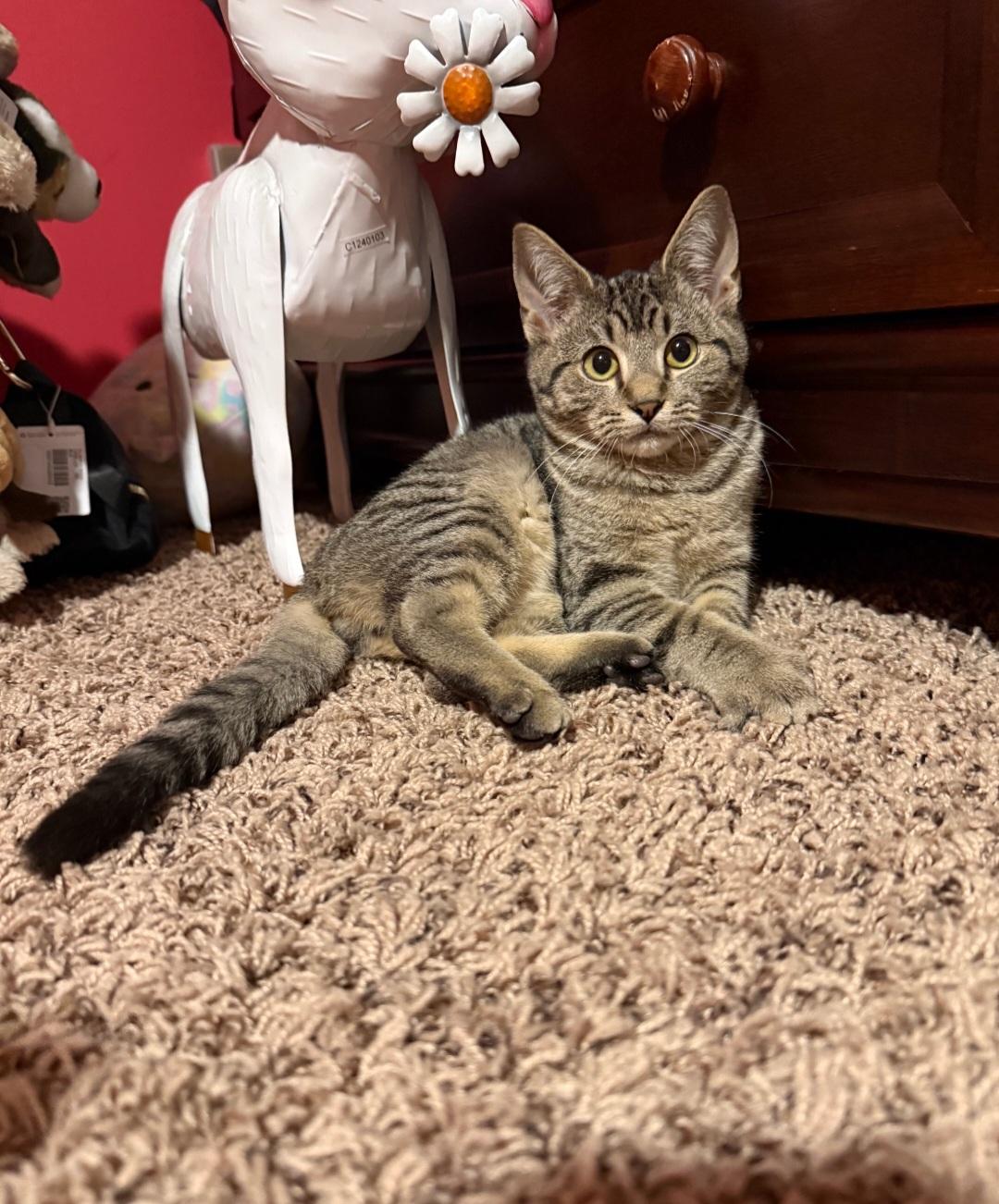 Buck, ADOPTABLE, Kitten Male Domestic Short Hair.