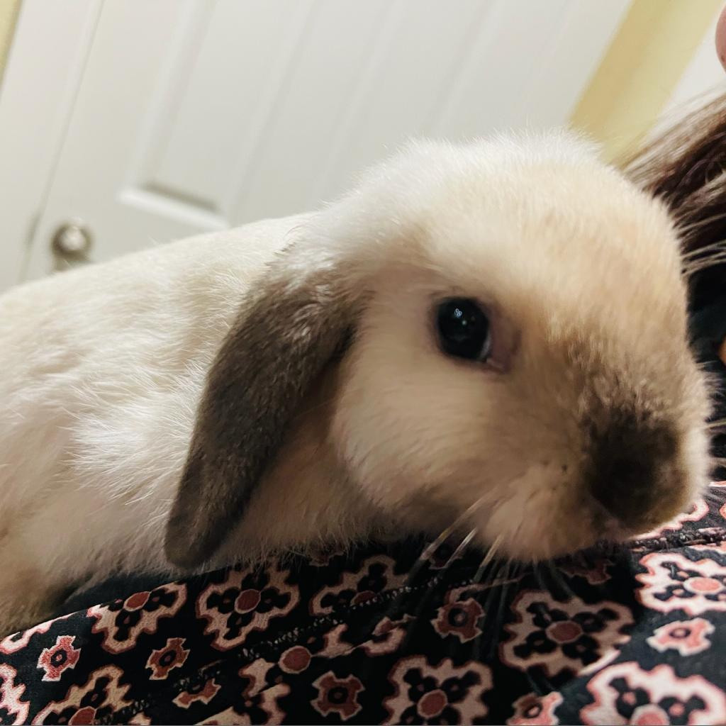 Snowball, Adoptable, Adult Male American.