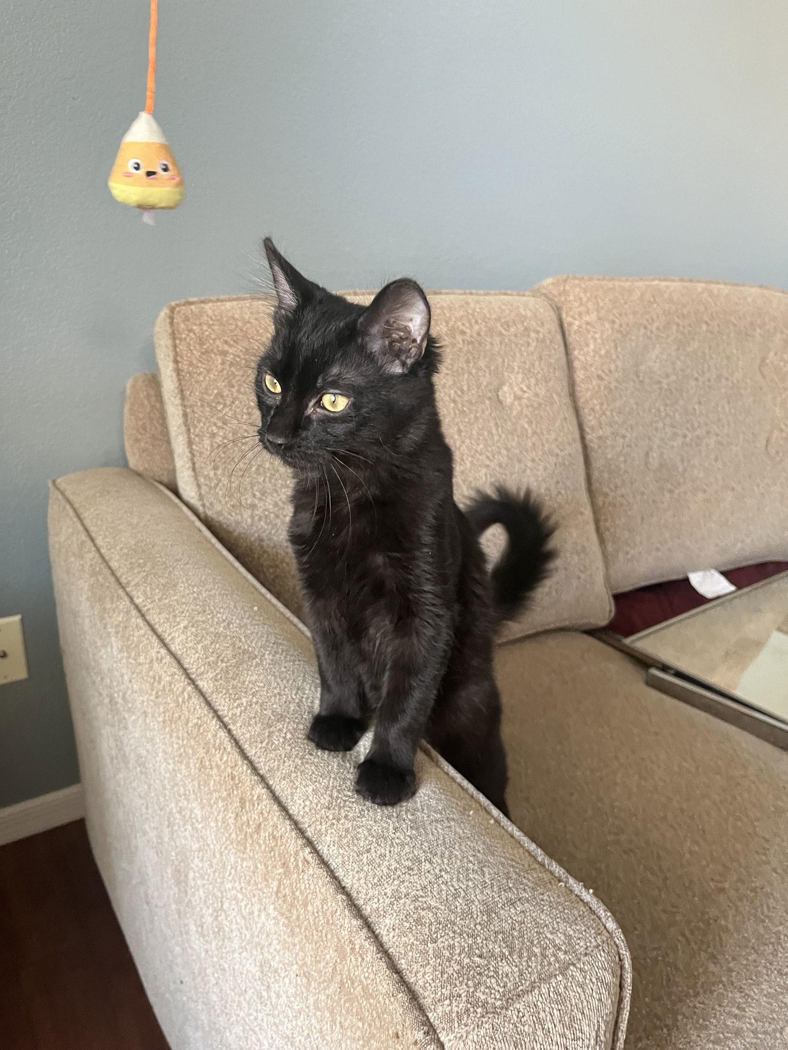 Coal, a Adoptable Domestic Short Hair in Phoenix, AZ image 1/3