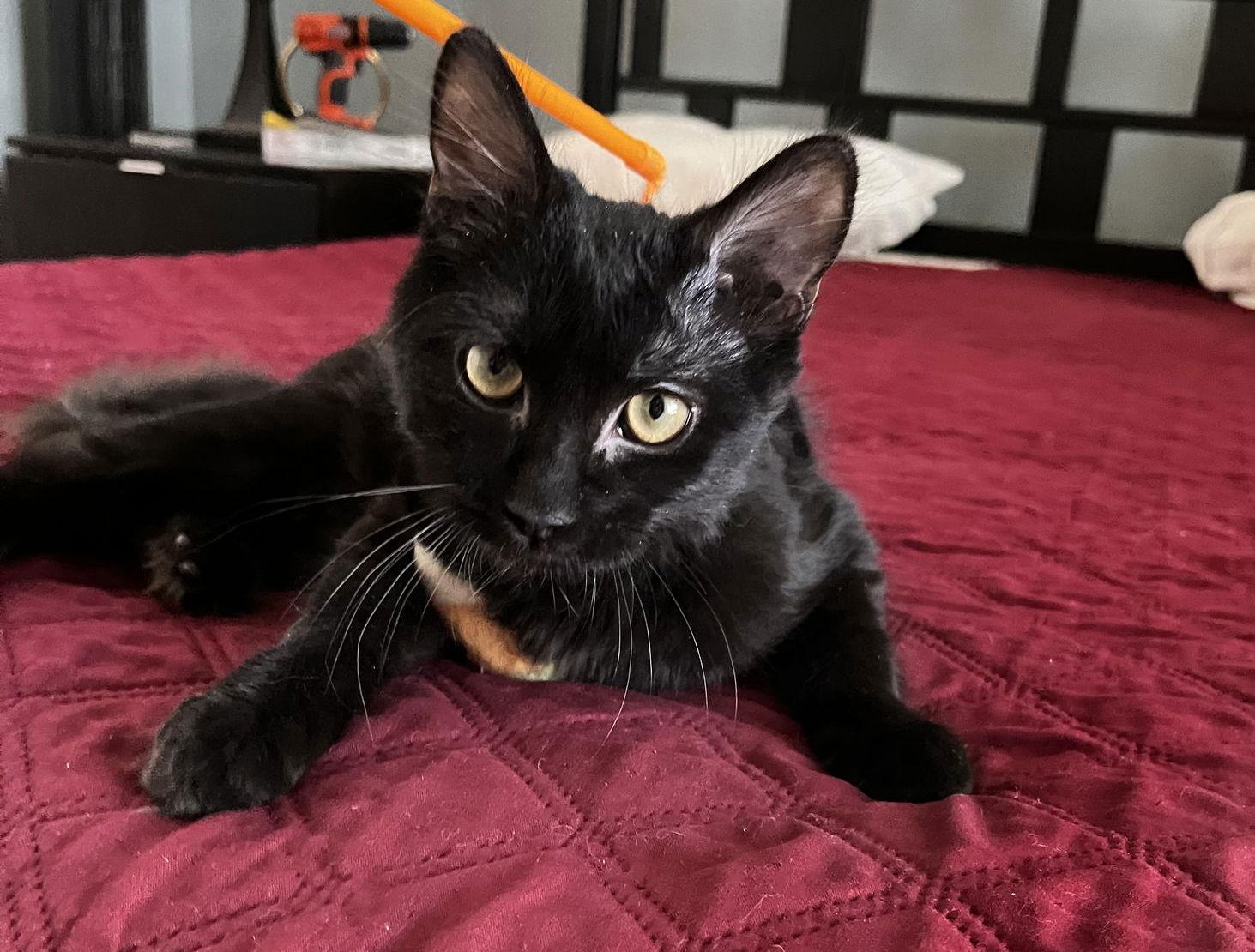 Coal, a Adoptable Domestic Short Hair in Phoenix, AZ image 2/3