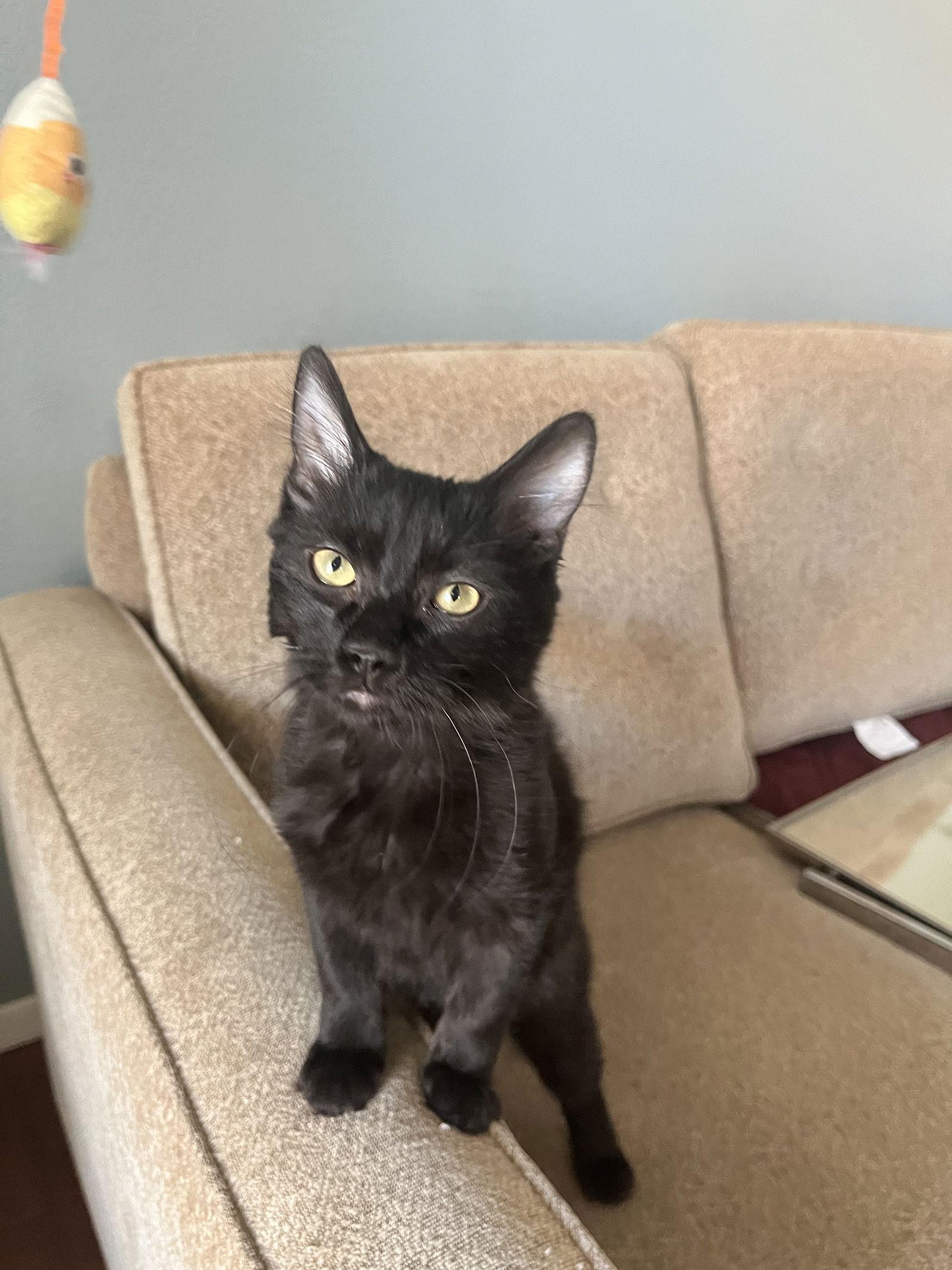 Coal, a Adoptable Domestic Short Hair in Phoenix, AZ image 3/3