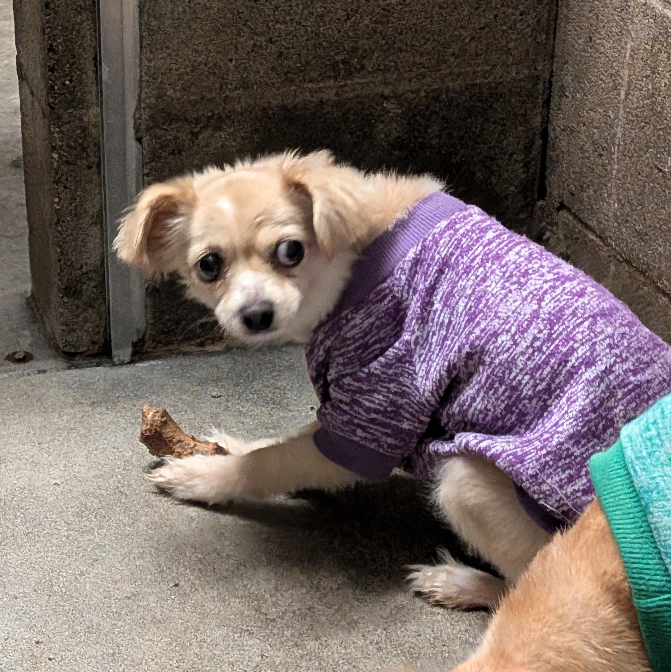 Demi, adopted, Adult Female Chihuahua.