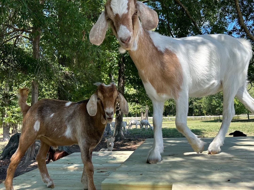 Enlarge Emilio & Cathy, a Adoptable Nubian in Durham, NC image 1/6