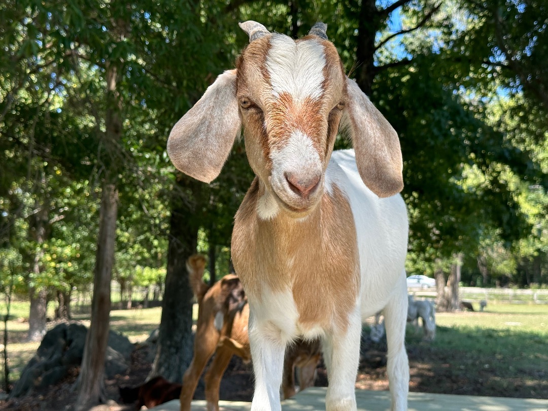 Enlarge Emilio & Cathy, a Adoptable Nubian in Durham, NC image 3/6