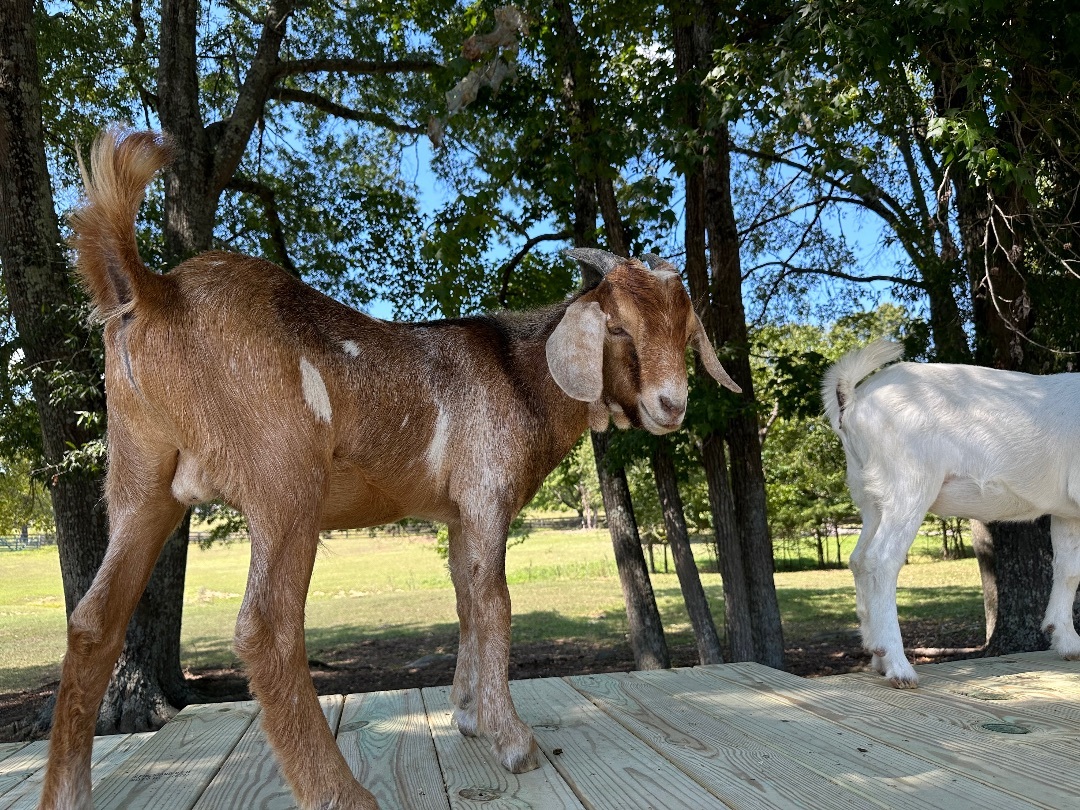 Enlarge Emilio & Cathy, a Adoptable Nubian in Durham, NC image 4/6
