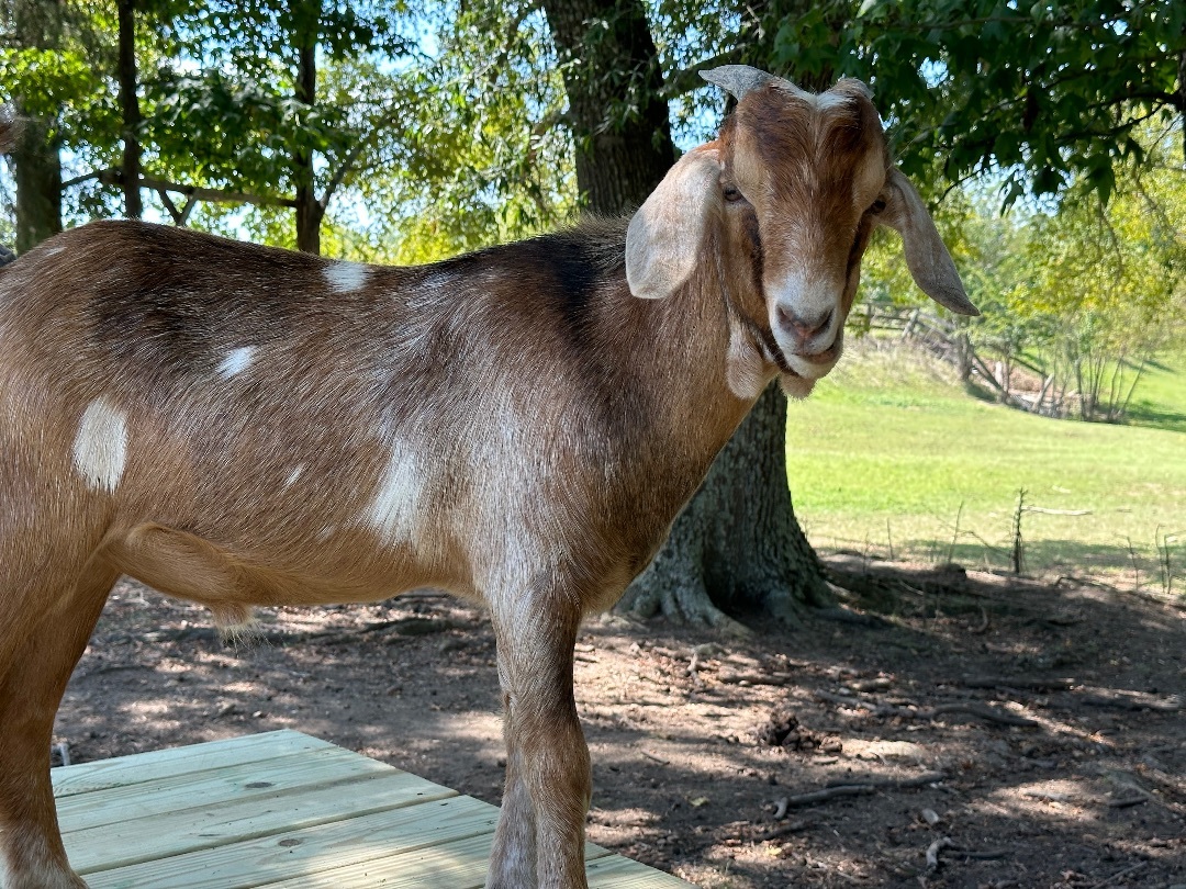 Enlarge Emilio & Cathy, a Adoptable Nubian in Durham, NC image 5/6