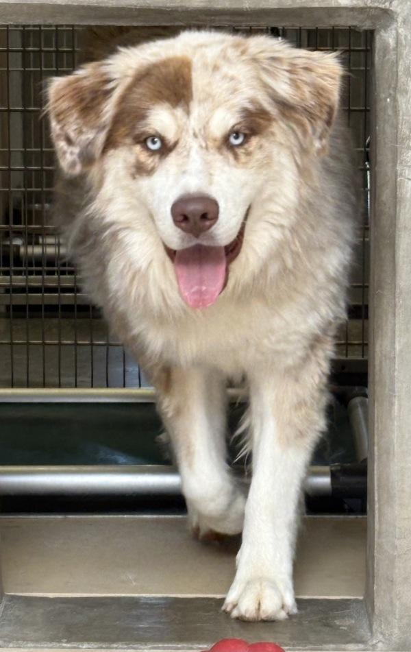 Enlarge Angus, a Adoptable mixed breed in Rio Rancho, NM image 1/1