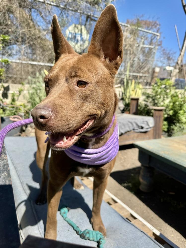 Dafne, Adoptable, Adult Female Labrador Retriever & Mixed Breed.