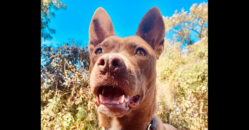 Enlarge Dafne, a Adoptable mixed breed in Ajijic Centro, JAL image 2/6