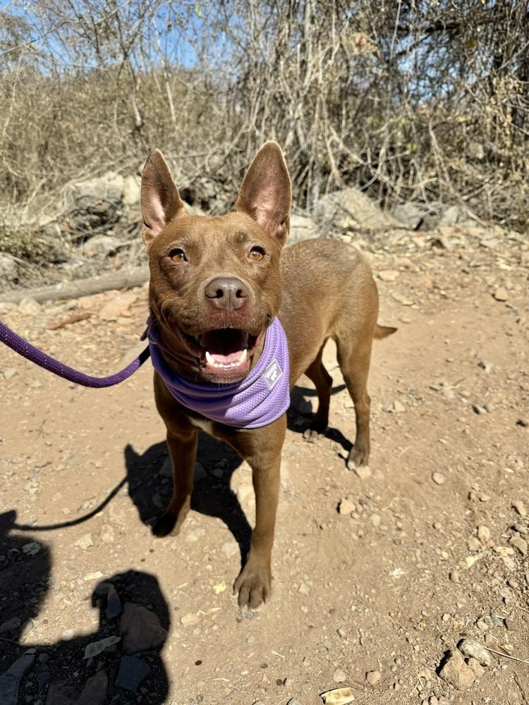Enlarge Dafne, a Adoptable mixed breed in Ajijic Centro, JAL image 3/6